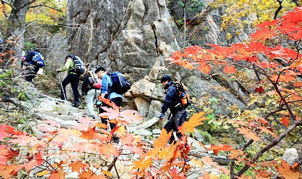 휴일 설악산 단풍산행 - 울산매일
